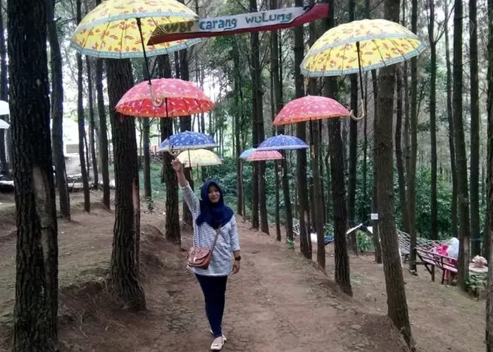 Cari Wisata Instagramable di Jawa Timur? Coba Datang ke Wana Wisata Bukit Pinus Wonosalam Dijamin Betah