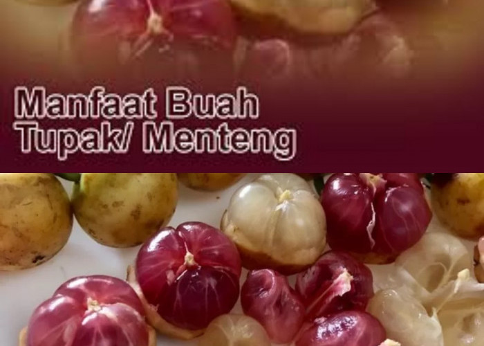 Buah Menteng: Si Kecil yang Kaya Manfaat untuk Kesehatan, Benarkah?