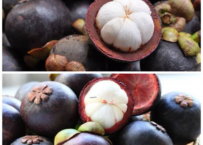 Rahasia Khasiat Manggis: 5 Manfaat Buah Tropis yang Baik untuk Tubuh!