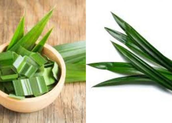 Berbagai Khasiat Daun Pandan Untuk Kesehatan Pria Yang Luar Biasa!