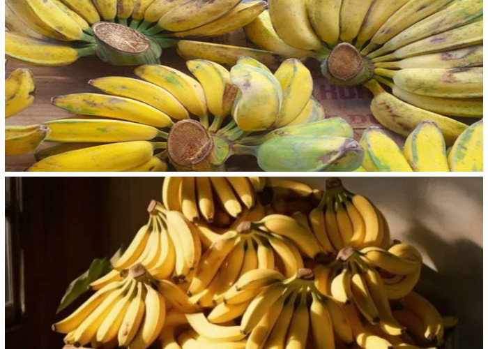 Pisang Kepok dan Kesehatan: Kenali Khasiat Alami dari Buah Tropis Serbaguna Ini!
