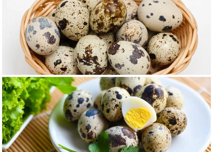 Rahasia Sehat di Balik Telur Puyuh: Yuk, Intip Kandungan dan Khasiatnya!