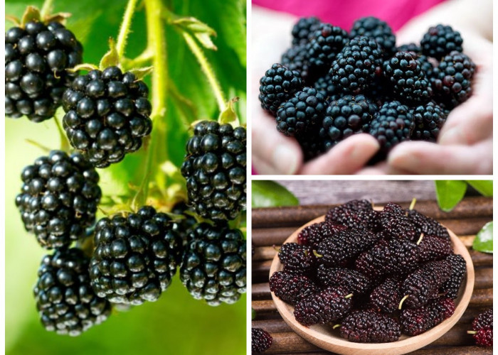Manfaat Buah Blackberry bagi Kesehatan Tubuh: Si Hitam Kecil dengan Segudang Khasiat Super!