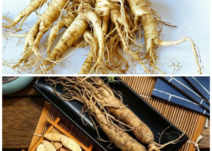 Gingseng: Rahasia Alami untuk Menyeimbangkan Gula Darah dan Tingkat Energi