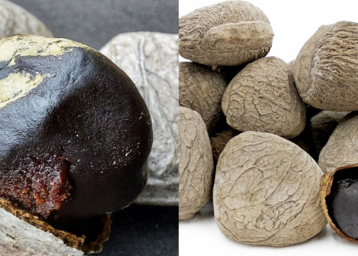 Meningkatkan Nafsu Makan Inilah Manfaat Kluwek Untuk Kesehatan Yang Jarang Diketahui! 