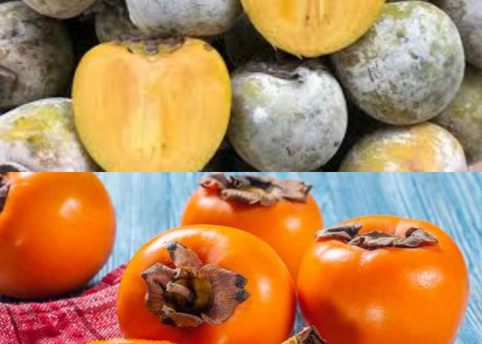  Ini 7 Manfaat Buah Kesemek dan Cara Mengolahnya!