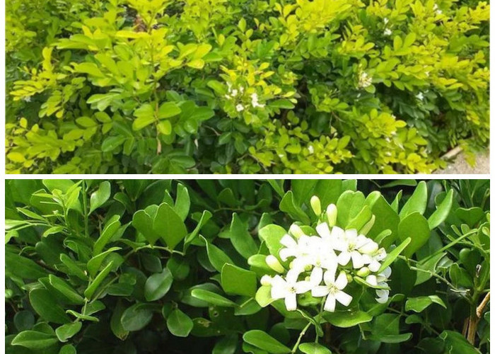 Manfaat Daun Kemuning bagi Tubuh: Solusi Alami untuk Rematik dan Kesehatan