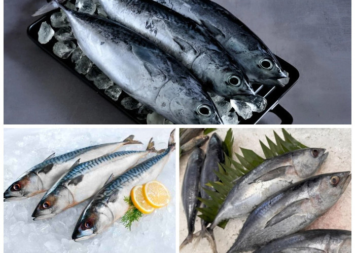 Manfaat Ikan Tongkol bagi Kesehatan: Sumber Nutrisi Tinggi untuk Tubuh yang Lebih Sehat!