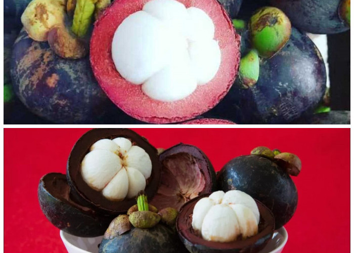 Kenali 5 Khasiat Buah Manggis untuk Kesehatan: Superfood Penuh Manfaat!