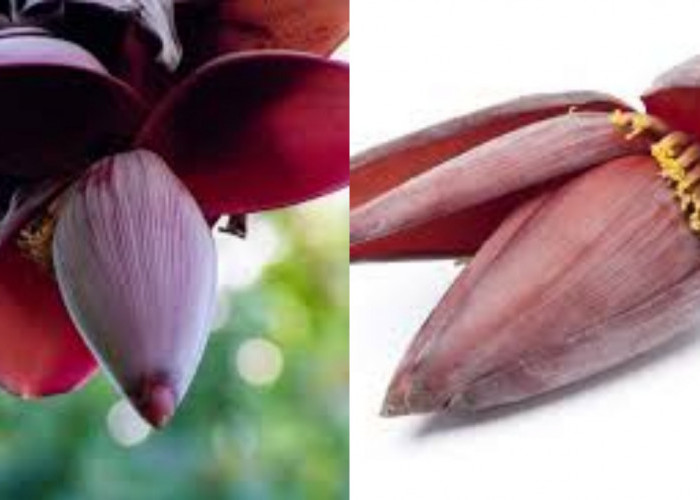 Wow! Teryata Ini Guys Manfaat Dari Jantung Pisang Untuk Kesehatan Tubuh