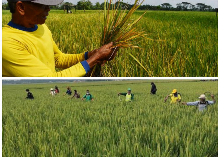 Sawah Mulai Menguning? Waspada! Ini 5 Cara Mengenali Serangan Hama Padi Sejak Dini Sebelum Gagal Panen