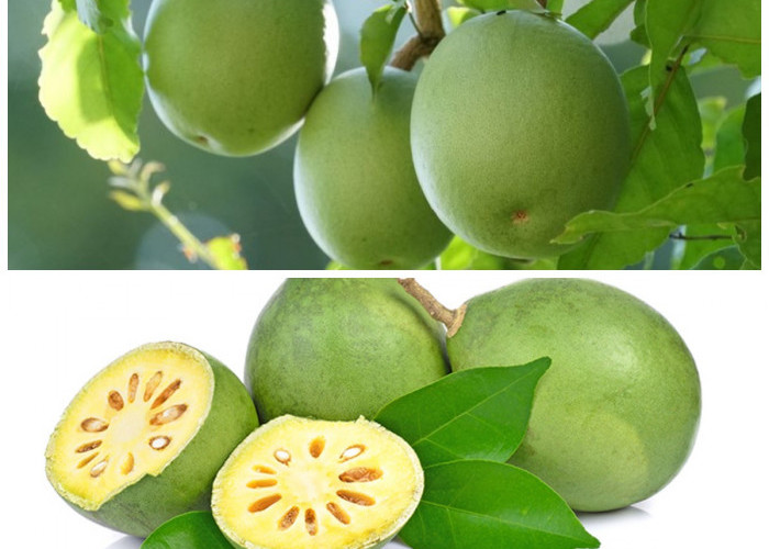 Tak Banyak yang Tahu, Buah Maja Ternyata Ampuh Atasi Sembelit dan Jaga Daya Tahan Tubuh!