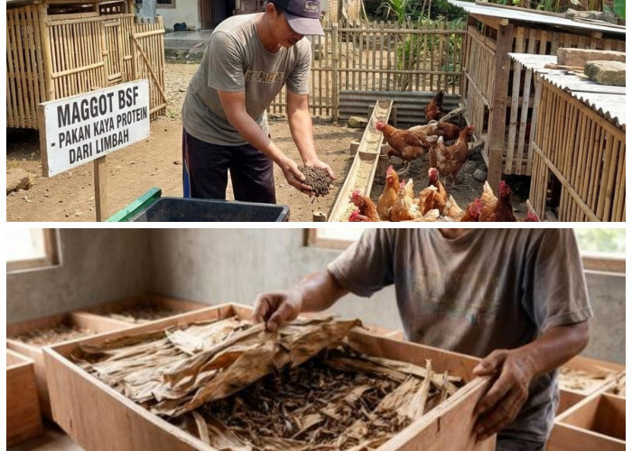 Cuma Modal Receh! 5 Peluang Usaha Ternak Murah yang Cepat Hasil untuk Pemula