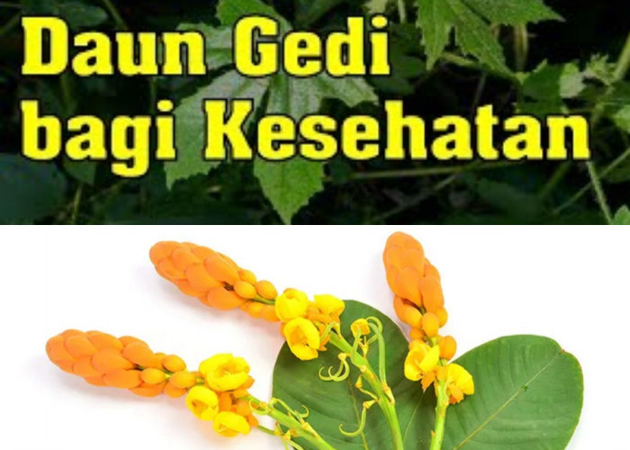 Daun Gedi: Keajaiban Alam yang Bisa Meningkatkan Kesehatan Anda?! Ayo Coba!