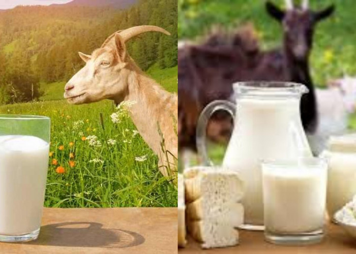 Rahasia Sehat dari Susu Kambing: Manfaatnya Luar Biasa untuk Tubuh!