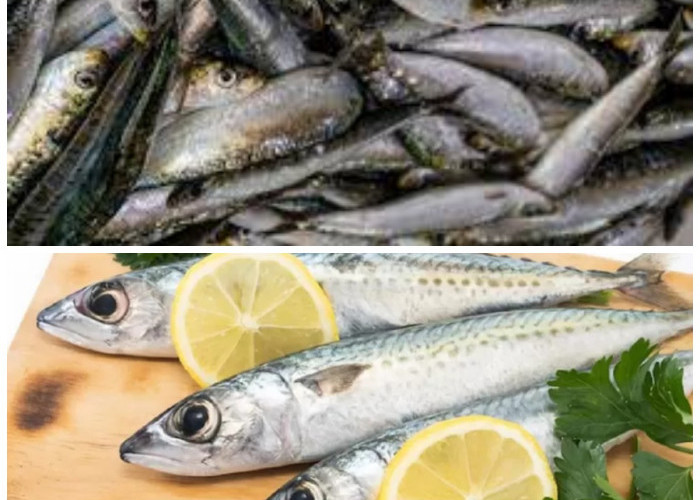 Ikan Sarden, Lezat dan Penuh Nutrisi: Manfaatnya Bikin Makan Jadi Sehat dan Praktis!