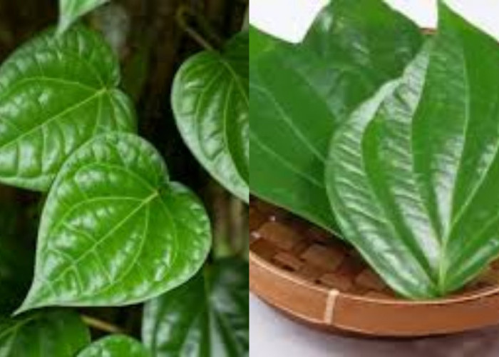 5 Manfaat Daun Sirih untuk Kesehatan, Jangan Sampai Terlewatkan