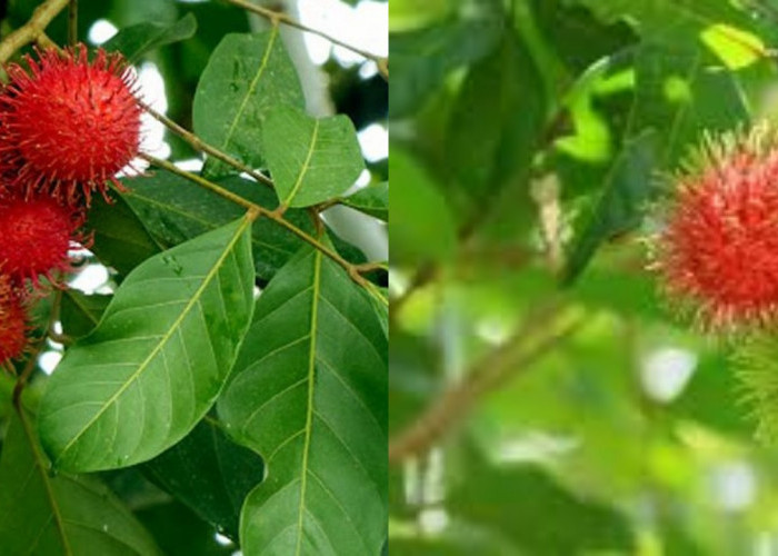 Ketahui Yuk! Manfaat dari Daun Rambutan bagi Kesehatan Tubuh dan Kulit