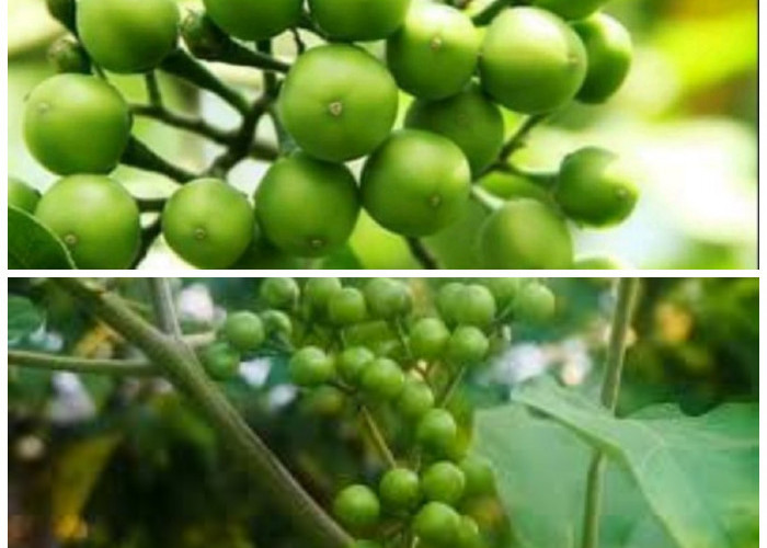 Khasiat Buah Pokak yang Jarang Diketahui, Ampuh Jaga Kesehatan Anda