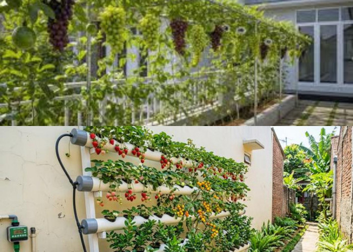 5 Ide Kebun Buah Kecil di Depan Rumah Seperti Taman Kafe Rumahan untuk Lahan Terbatas