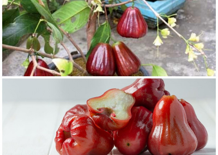 Jambu Jamaika dan 8 Khasiat Kesehatannya yang Wajib Diketahui