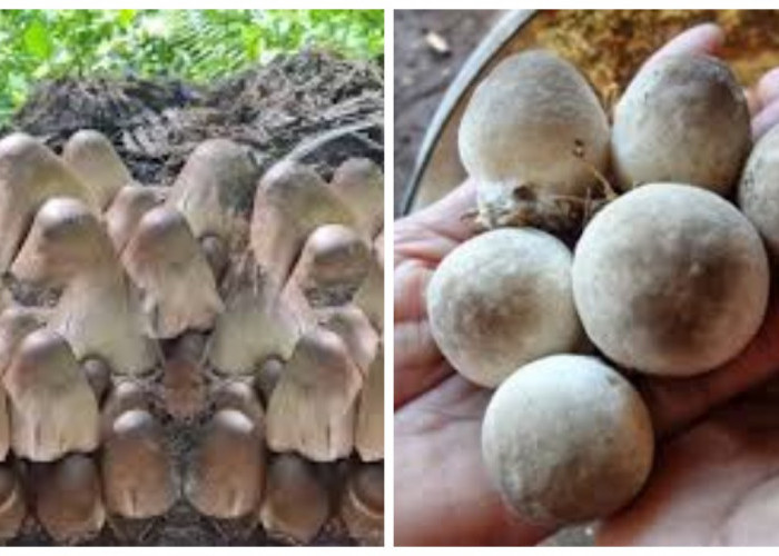 6 Manfaat Jamur Sawit bagi Kesehatan Manusia