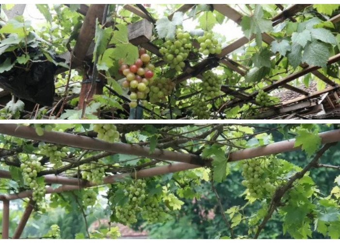 Teras Rumah Jadi Lebih Cantik dengan 10 Desain Kebun Anggur Ala Mediterania