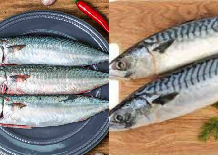 Kaya Akan Nutrisi! Inilah 7 Manfaat Ikan Tenggiri Untuk Kesehatan Jarang Diketahui