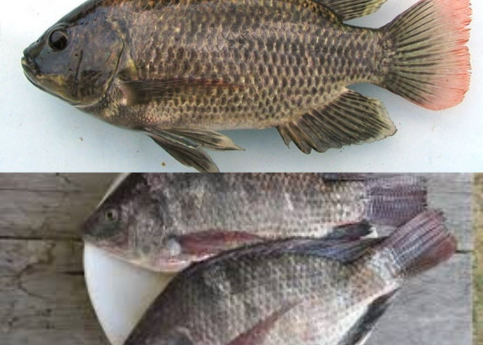 Simak 7 Kelebihan Ikan Mujair untuk Ibu Hamil!