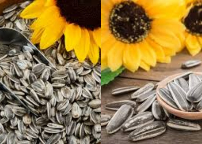 Jarang Diketahui Teryata Ini Guys 6 Manfaat Biji Bunga Matahari Untuk Kesehatan!
