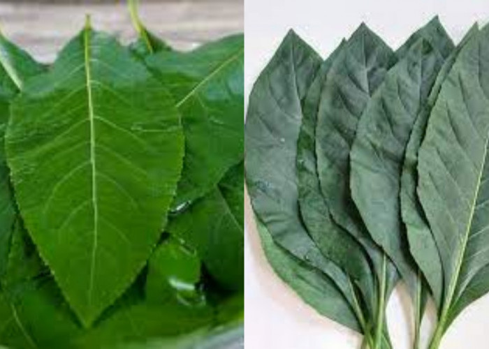 Daun Afrika: Herbal Tradisional dengan Segudang Manfaat Medis