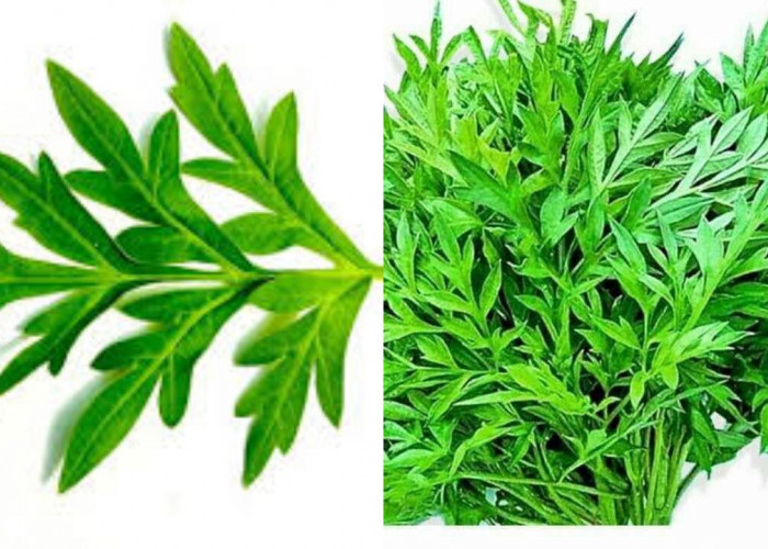 Yuk Ketahui 8 Manfaat Daun Kenikir Untuk Kesehatan Yang Luar Biasa!