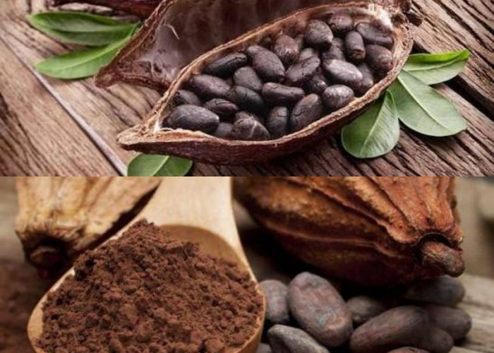 Sering Dikira Bikin Gemuk, Ternyata Biji Kakao Murni Simpan Khasiat Menakjubkan Ini!