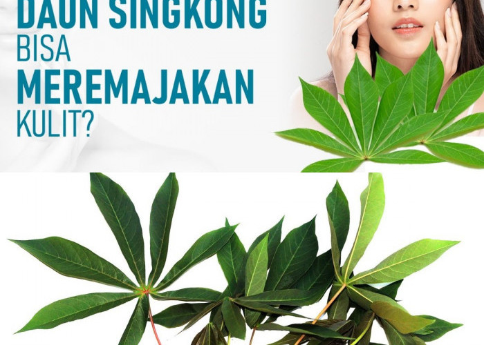 Benarkah Daun Singkong Bisa Menyehatkan? Ini 5 Manfaat Luar Biasanya!