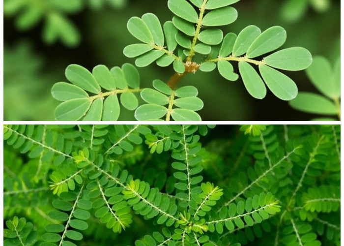 Wajib Tahu! 5 Manfaat Daun Meniran yang Baik untuk Daya Tahan dan Kesehatan