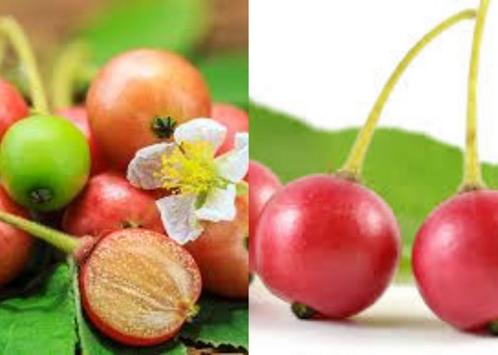  Inilah Manfaat Buah Kersen Bagi Kesehatan Tubuh Yang Luar Biasa!