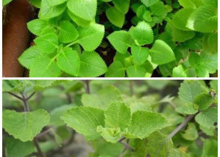 Mengenal Daun Bangun-Bangun: Tanaman Herbal Berkhasiat Tinggi untuk Dongkrak Imunitas Harian!