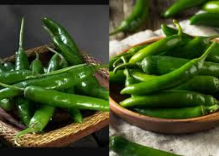 Catat Penting! Inilah Manfaat Cabai Hijau Untuk Kesehatan Tubuh