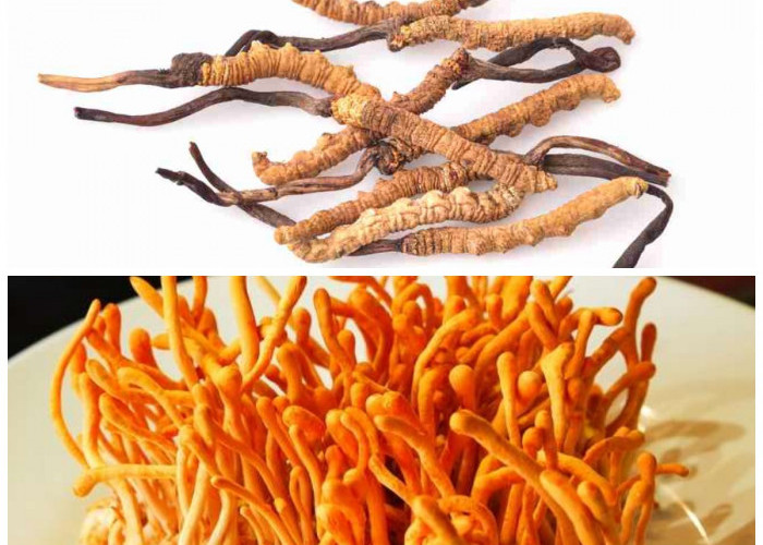 Kenali Cordyceps: 8 Fungsi Penting untuk Menunjang Kesehatan