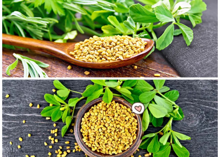 Inilah Manfaat Fenugreek untuk Diabetes: Tanaman Herbal Penurun Gula Darah yang Terbukti Secara Alami!