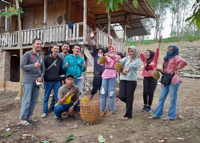 Intip Keseruan Tim Pagaralam Pos Channel 'Hunting' Durian di Lubuk Selo