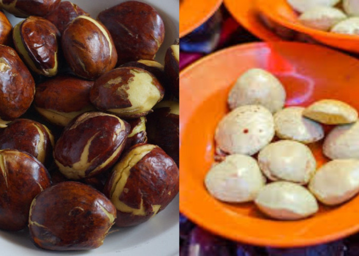 Nikmat tapi Berisiko! Ketahui Manfaat dan Efek Samping Jengkol bagi Kesehatan