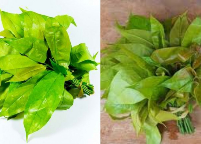 Inilah Manfaat Daun Melinjo Untuk Kesehatan Tubuh Yang Harus Kamu Tahu! 