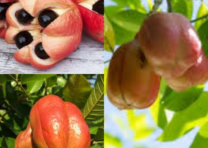 Buah Ackee Eksotis Jamaika yang Lezat, Bergizi, namun Beracun jika Salah Olah