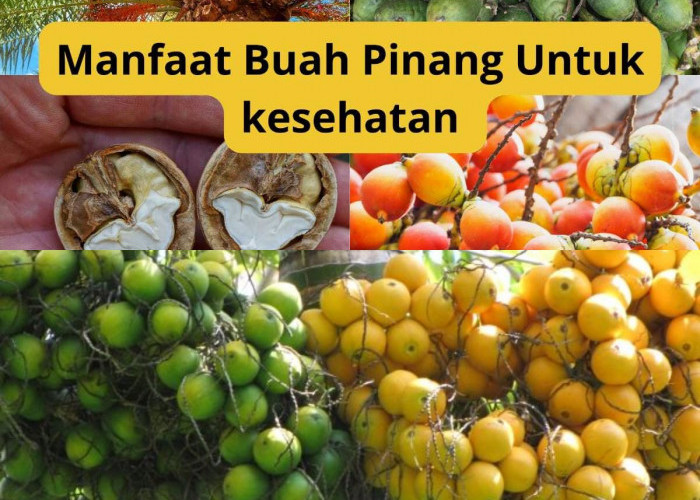 Apa Saja Khasiat Buah Pinang? Ini Dia 5 Manfaatnya yang Mengejutkan!