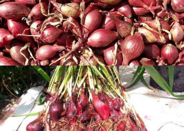 Nyesel Baru Tahu! Ini yang Terjadi pada Tubuh Jika Rutin Mengonsumsi Air Rebusan Bawang Dayak