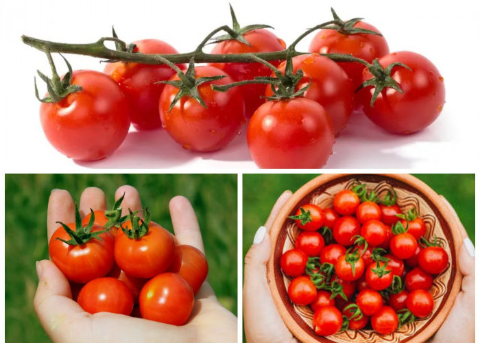6 Manfaat Tomat Ceri untuk Kesehatan: Rahasia Kecil dari Buah Mini yang Kaya Nutrisi!