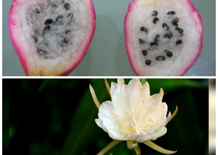 Buah Wijaya Kusuma: Khasiat dan Rahasia Tersembunyi dari Buah Langka Ini