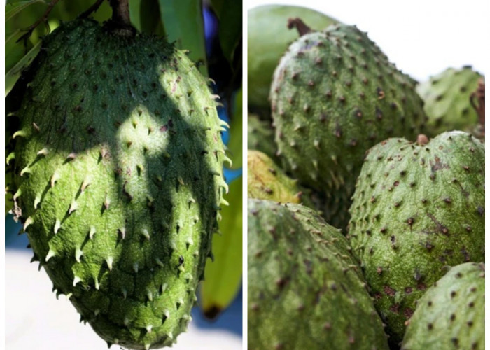 Mengungkap 10 Manfaat Srikaya bagi Kesehatan: Buah Tropis yang Kaya Nutrisi dan Khasiat!