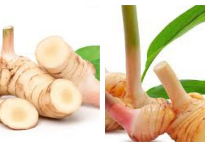 Lengkuas: Rempah Serbaguna dengan Beragam Manfaat untuk Kesehatan